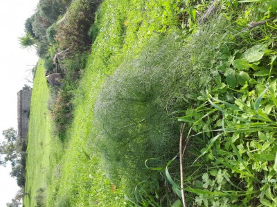 20181124_121841.jpg (221.98 KiB) Osservato 1211 volte 20181124_121841.jpg