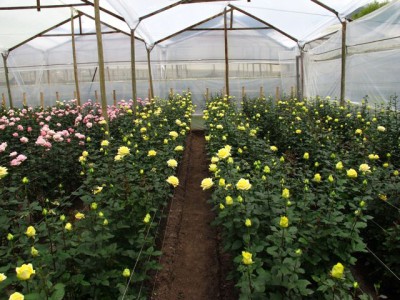 1761.jpg (289.7 KiB) Osservato 1120 volte 1761.jpg