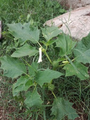 IMG_20190926_182645.jpg (139.79 KiB) Osservato 1200 volte IMG_20190926_182645.jpg