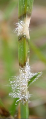 DollarSpot-Figrue-2_-hourglass.jpg (53.32 KiB) Osservato 1861 volte DollarSpot-Figrue-2_-hourglass.jpg