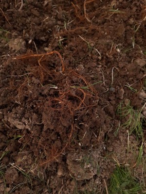 Resizer_16486211673490.jpg (146.13 KiB) Osservato 1132 volte Resizer_16486211673490.jpg