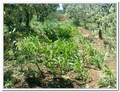 mais poveraccio / 16052011090.jpg 16052011090.jpg