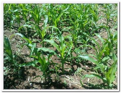 mais poveraccio / 16052011091.jpg 16052011091.jpg