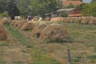 crop / DSC_4723_crop.jpg DSC_4723_crop.jpg