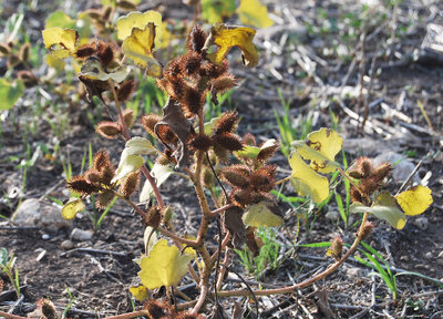 pianta infestante.jpg (382 KiB) Osservato 839 volte pianta infestante.jpg