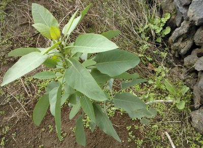 WP_001372.jpg (74.72 KiB) Osservato 833 volte WP_001372.jpg