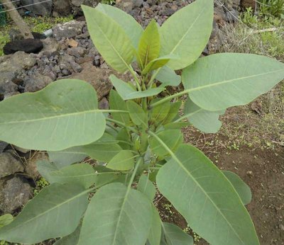 WP_001373.jpg (55.01 KiB) Osservato 833 volte WP_001373.jpg