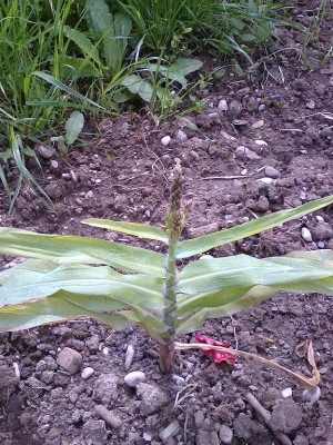 φωτογραφία0127.jpg (331.82 KiB) Osservato 802 volte φωτογραφία0127.jpg