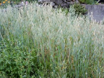 Questa è la situazione 2 settimane fa ora è peggiorata ancora bene / DSCN0259.JPG DSCN0259.JPG