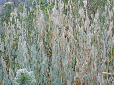 Questa è la situazione 2 settimane fa ora è peggiorata ancora bene / DSCN0260.JPG DSCN0260.JPG