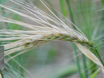 Orzo nudo con spiga sospetta / DSCN0269.JPG DSCN0269.JPG