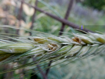 Spiga sospetta con cariossidi spolpate / DSCN0294.JPG DSCN0294.JPG