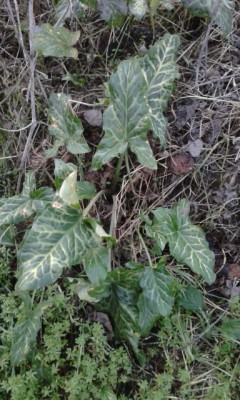 20150124_171703_resized.jpg (153.77 KiB) Osservato 756 volte 20150124_171703_resized.jpg