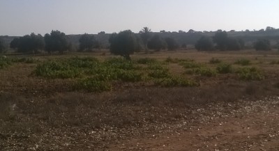 bellissimo campo... che passando ci ho messo un po' a capire che quelle erano viti / vite.jpg vite.jpg