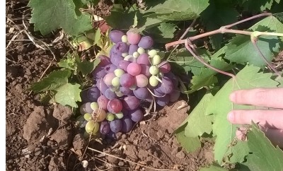 un bel grappolo coltivato a terra... il 20 luglio / uva.jpg uva.jpg