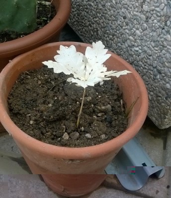 querciabianca3.jpg (119.06 KiB) Osservato 1236 volte querciabianca3.jpg