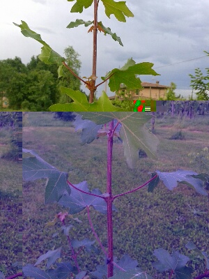 acero 1.jpg acero 1.jpg