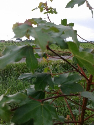 acero 2.jpg acero 2.jpg