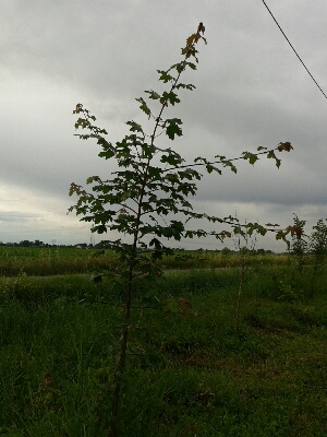 acero 3.jpg acero 3.jpg