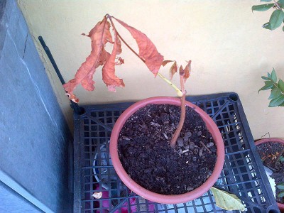 IMG-20150901-00106.jpg (136.46 KiB) Osservato 1329 volte IMG-20150901-00106.jpg