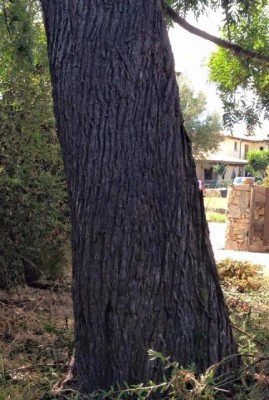 11149508_10204792756847877_1559443383731349767_n.jpg (62.91 KiB) Osservato 2011 volte 11149508_10204792756847877_1559443383731349767_n.jpg