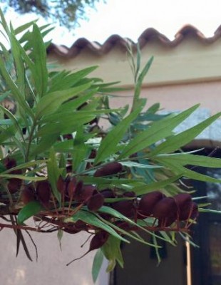 12009548_10204792758447917_8293553645391336384_n.jpg (25.76 KiB) Osservato 2011 volte 12009548_10204792758447917_8293553645391336384_n.jpg