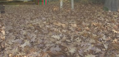 foglie.jpg (138.8 KiB) Osservato 1241 volte foglie.jpg