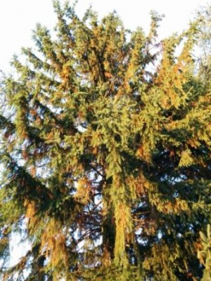 IMG_20151111_160141.jpg (53.69 KiB) Osservato 1274 volte IMG_20151111_160141.jpg