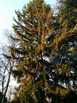 IMG_20151111_160157.jpg (51.47 KiB) Osservato 1274 volte IMG_20151111_160157.jpg