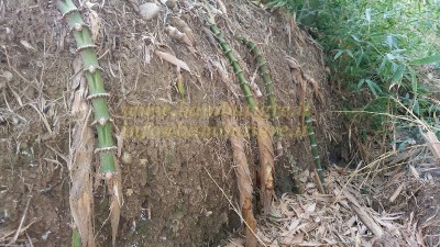 Contenimento rizomi / PicsArt_12-22-08.54.39.jpg PicsArt_12-22-08.54.39.jpg