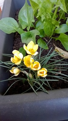 croco1 (2).jpg (145.46 KiB) Osservato 11694 volte croco1 (2).jpg