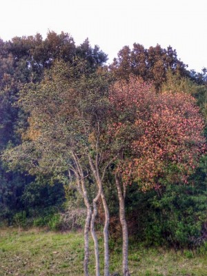 12391881_10205261090075915_4001507145234007712_n.jpg (137.63 KiB) Osservato 1443 volte 12391881_10205261090075915_4001507145234007712_n.jpg