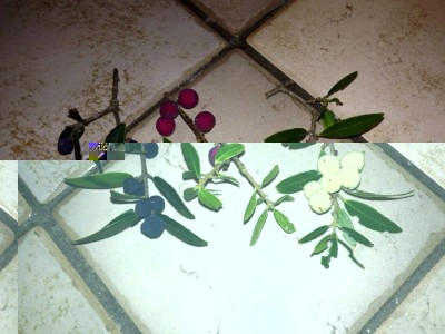 1661593_10205261090515926_2602573285502085538_n.jpg (83.78 KiB) Osservato 1443 volte 1661593_10205261090515926_2602573285502085538_n.jpg