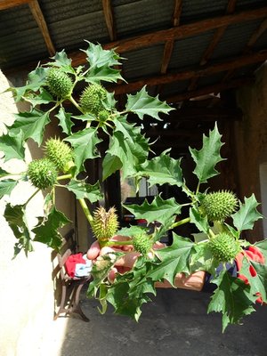 P1060241.JPG (206.87 KiB) Osservato 856 volte P1060241.JPG