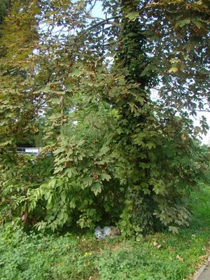 DSC03169.JPG (168.53 KiB) Osservato 800 volte DSC03169.JPG