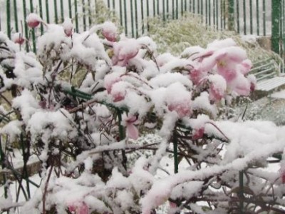 la clematide il 25.04.2016.jpg (45.67 KiB) Osservato 11227 volte la clematide il 25.04.2016.jpg