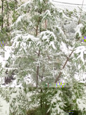 olivello spinoso il 25.04.2016.jpg (53.81 KiB) Osservato 11227 volte olivello spinoso il 25.04.2016.jpg