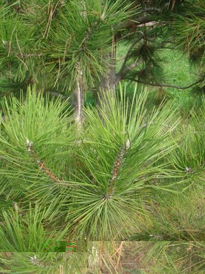 DSC03173.JPG (166.5 KiB) Osservato 989 volte DSC03173.JPG