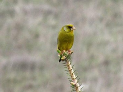 uccellino giallo.jpg (24.51 KiB) Osservato 11184 volte uccellino giallo.jpg