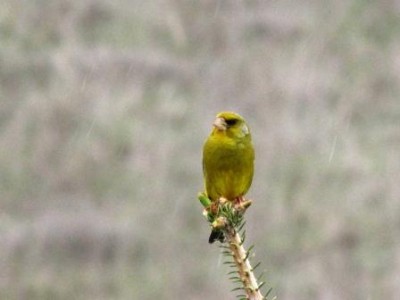 uccellino giallo 2.jpg (24.37 KiB) Osservato 11184 volte uccellino giallo 2.jpg