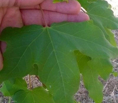 2.JPG (56.25 KiB) Osservato 1566 volte 2.JPG