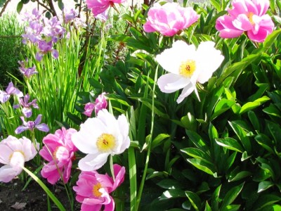 peonie.jpg (237.47 KiB) Osservato 11035 volte peonie.jpg