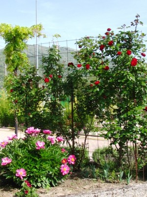 IMG_5876.JPG (264.41 KiB) Osservato 11035 volte IMG_5876.JPG