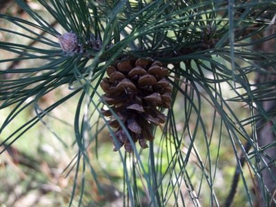 DSCF2482.JPG (115.14 KiB) Osservato 953 volte DSCF2482.JPG