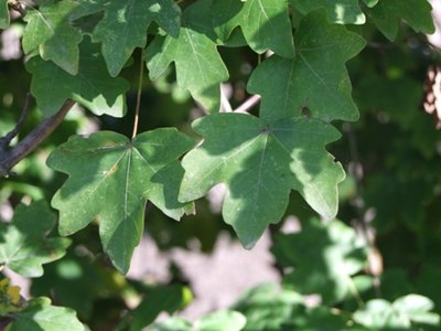 DSCF2455.JPG (103.09 KiB) Osservato 748 volte DSCF2455.JPG