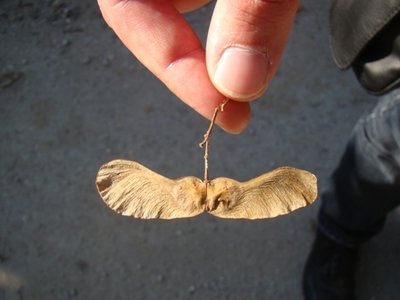 DSC03347.JPG (61.15 KiB) Osservato 748 volte DSC03347.JPG