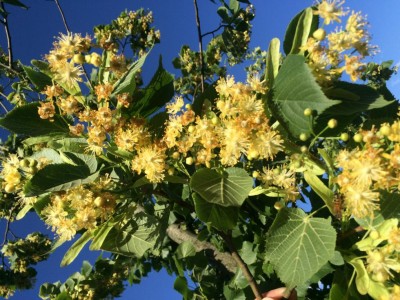 image.jpeg (148.49 KiB) Osservato 1504 volte image.jpeg