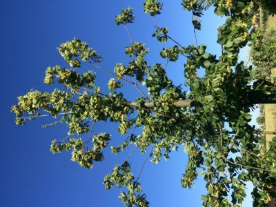 image.jpeg (166.32 KiB) Osservato 1504 volte image.jpeg