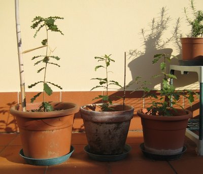 IMG_1327.jpg (140.6 KiB) Osservato 1373 volte IMG_1327.jpg