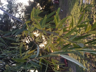 image1.JPG (165.4 KiB) Osservato 2933 volte image1.JPG